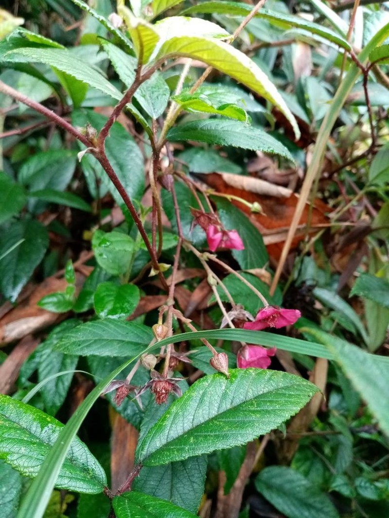 Rubus weberbaueri photo 5