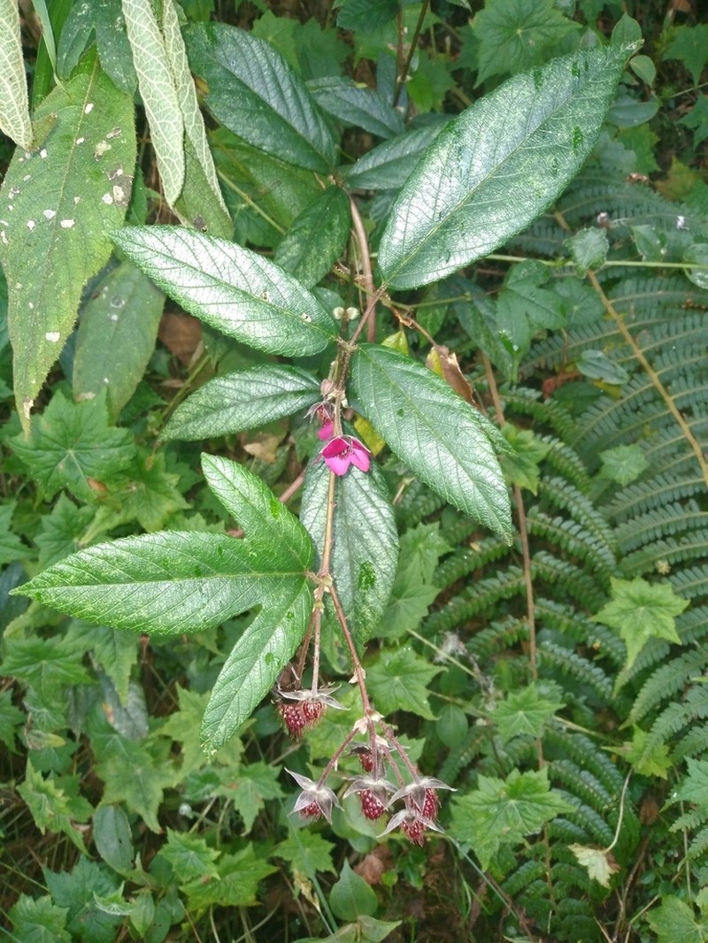 Rubus weberbaueri photo 6