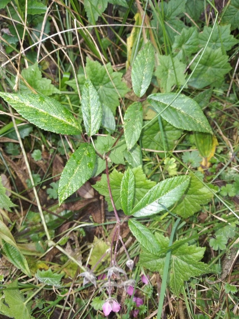 Rubus weberbaueri photo 7