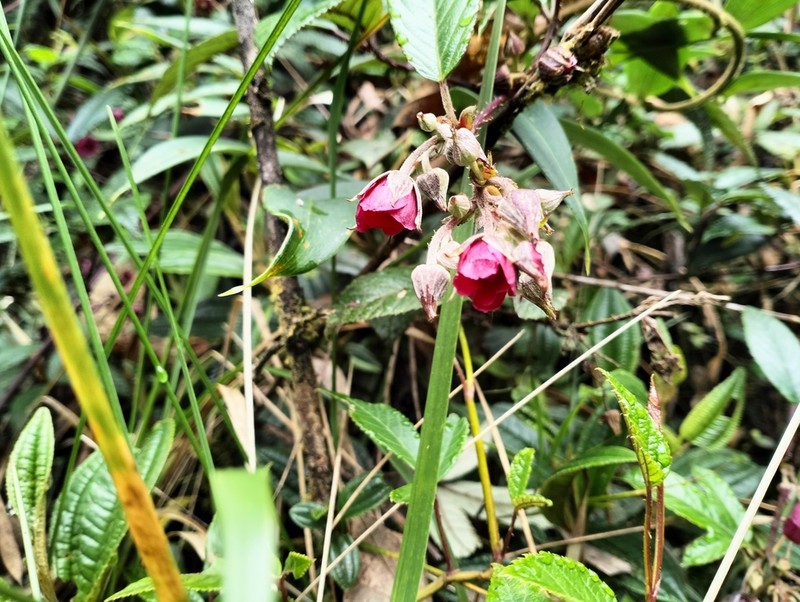 Rubus weberbaueri photo 8