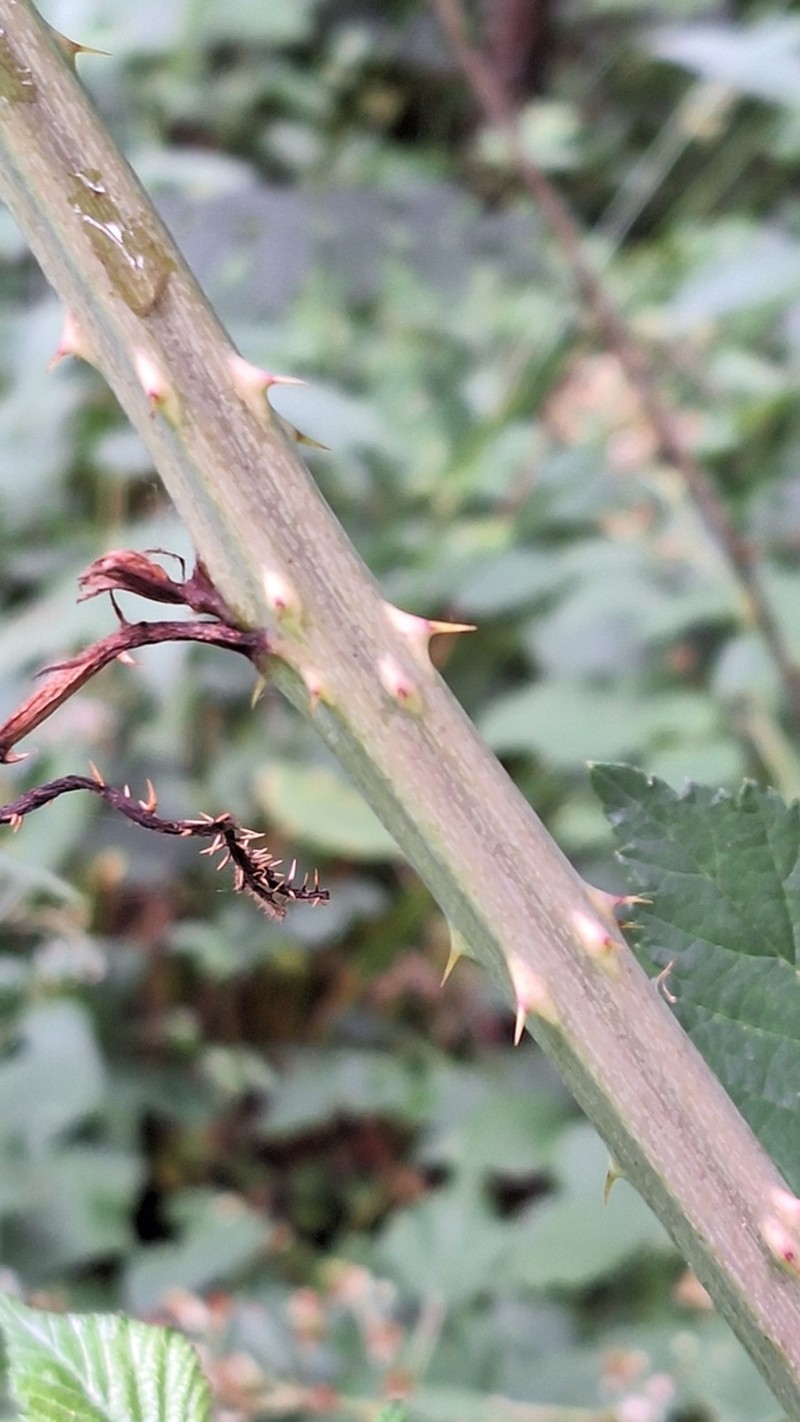 Rubus wimmerianus