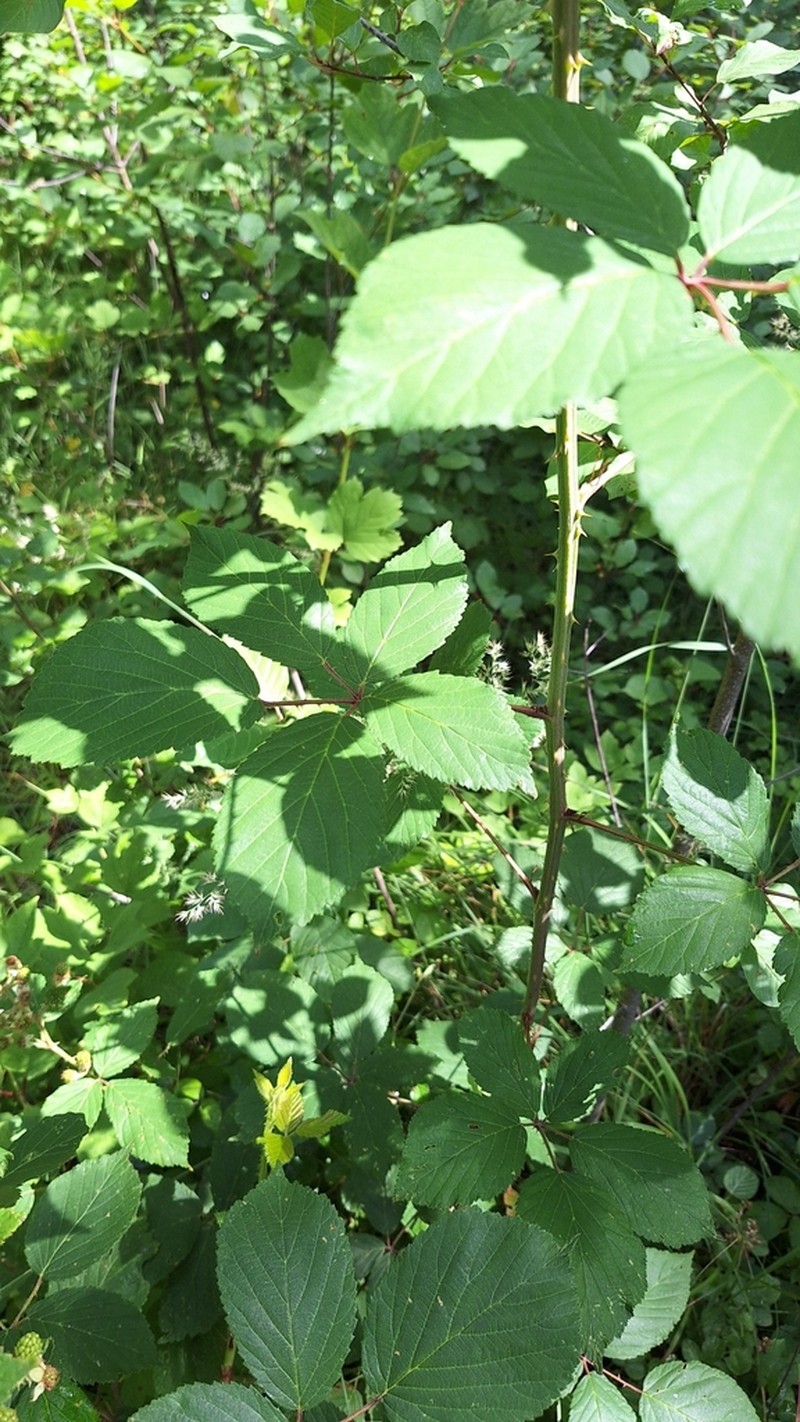 Rubus wimmerianus photo 2