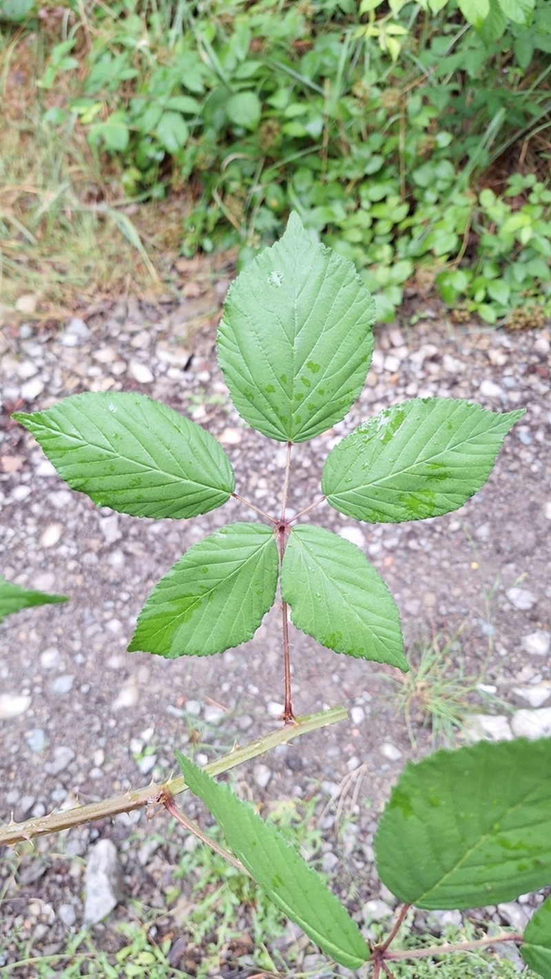 Rubus wimmerianus photo 3