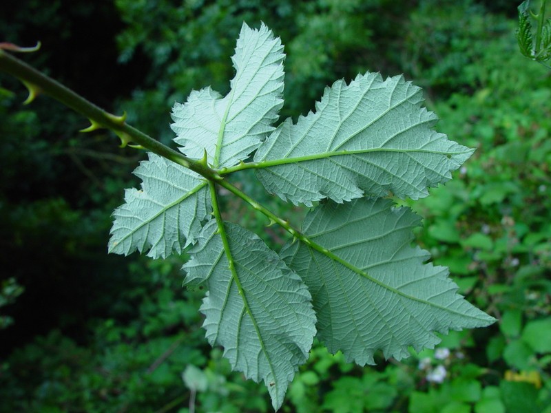 Rubus winteri