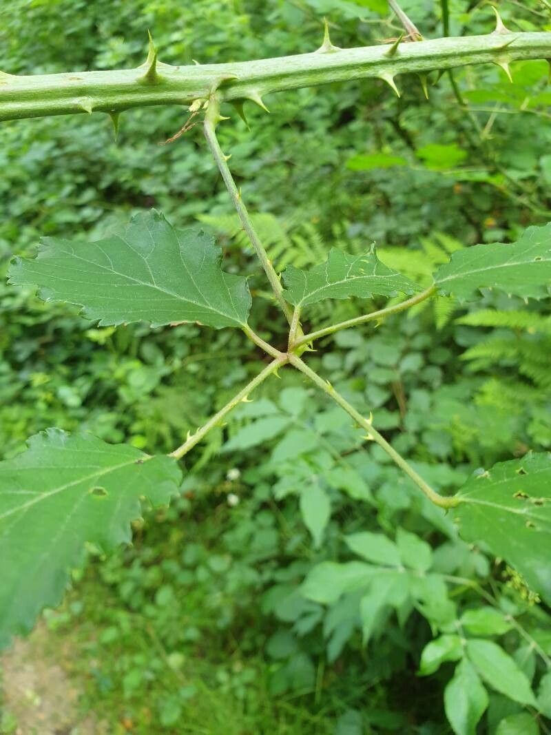 Rubus winteri photo 2