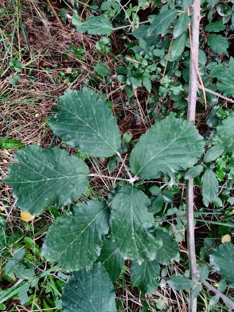 Rubus winteri photo 3