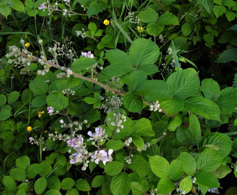 Rubus wirralensis photo 2