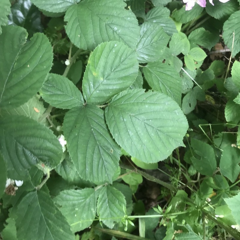 Rubus wirralensis photo 3