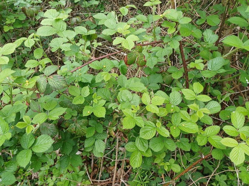 Rubus wirralensis photo 4