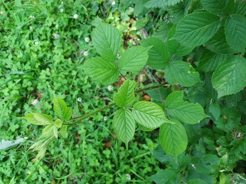 Rubus wirralensis photo 5
