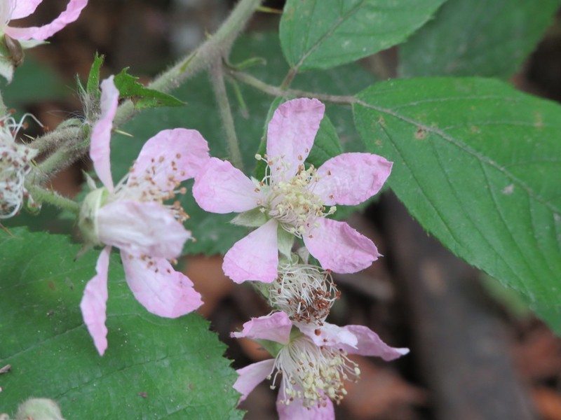 Rubus wirralensis photo 6