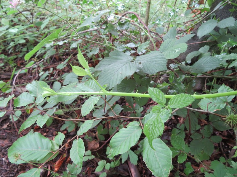 Rubus wirralensis photo 7