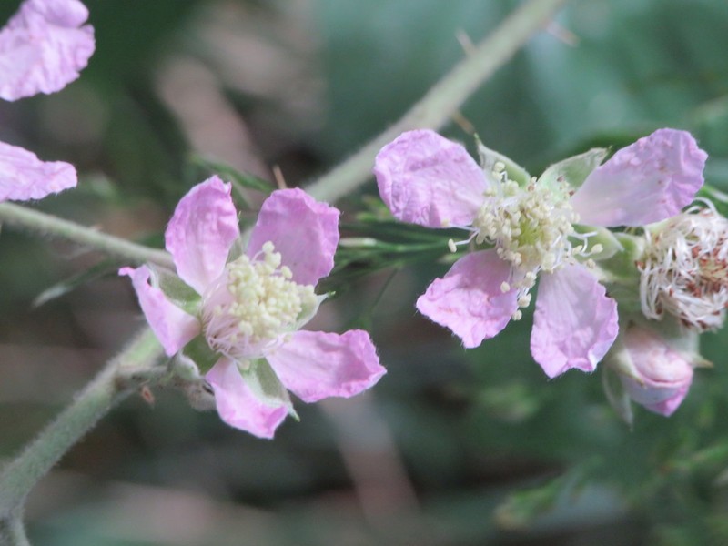 Rubus wirralensis photo 8