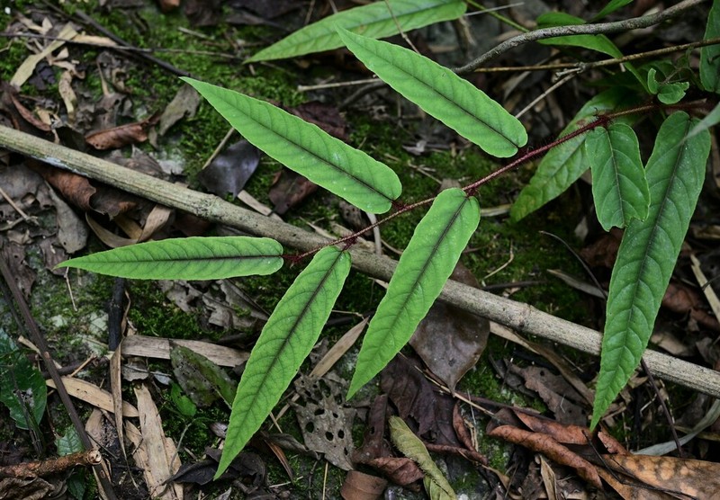 Rubus wuchuanensis