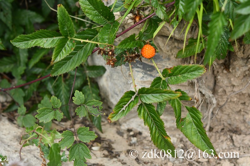 Rubus anthocarpus photo 3