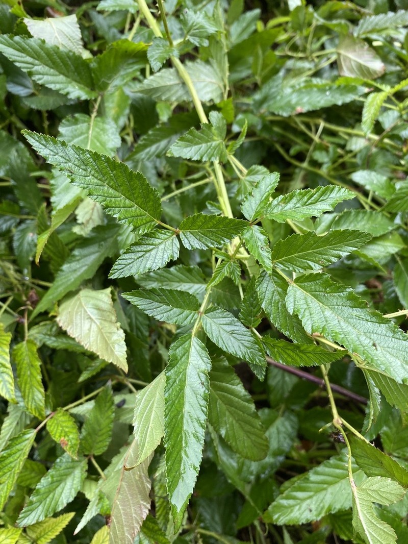 Rubus anthocarpus photo 4