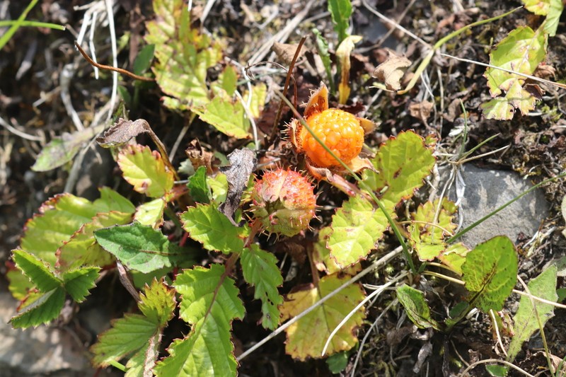 Rubus anthocarpus photo 5