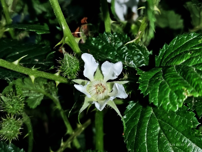 Rubus anthocarpus photo 6
