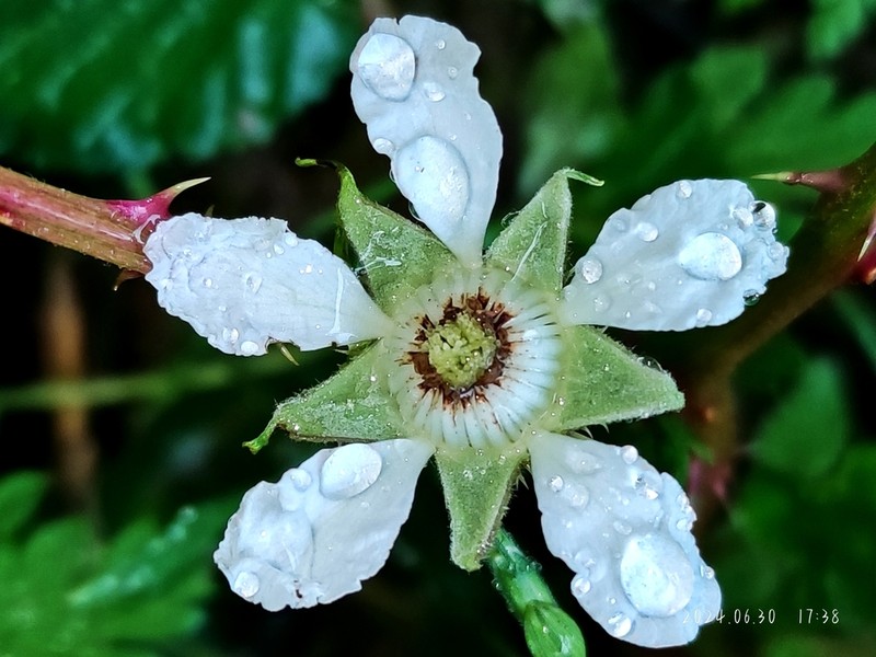 Rubus anthocarpus photo 7