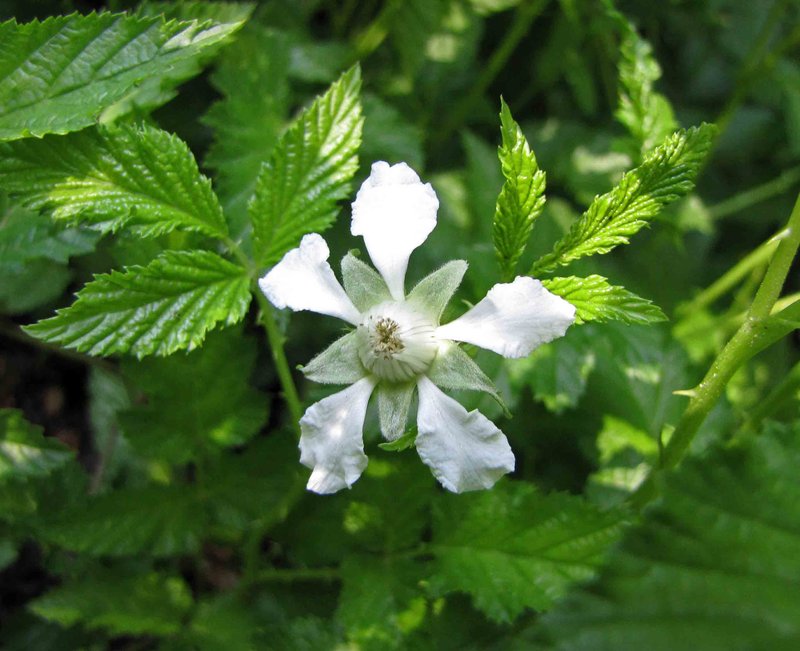 Rubus anthocarpus photo 2