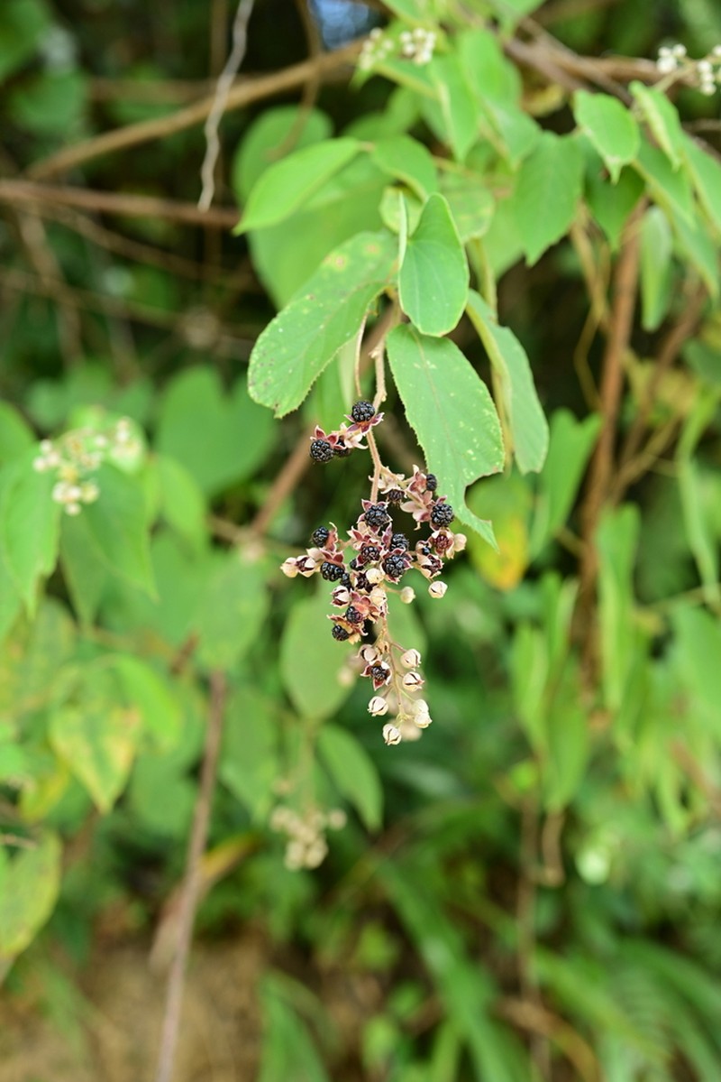 Rubus xanthoneurus
