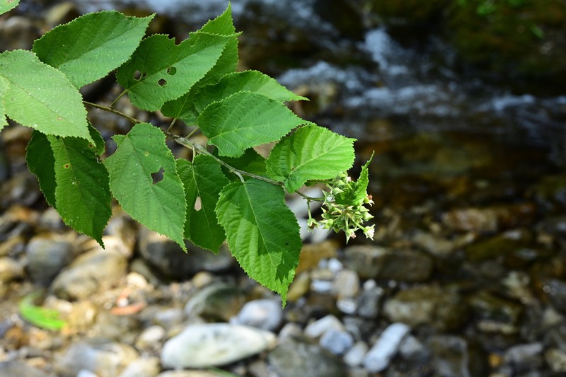 Rubus xanthoneurus photo 2