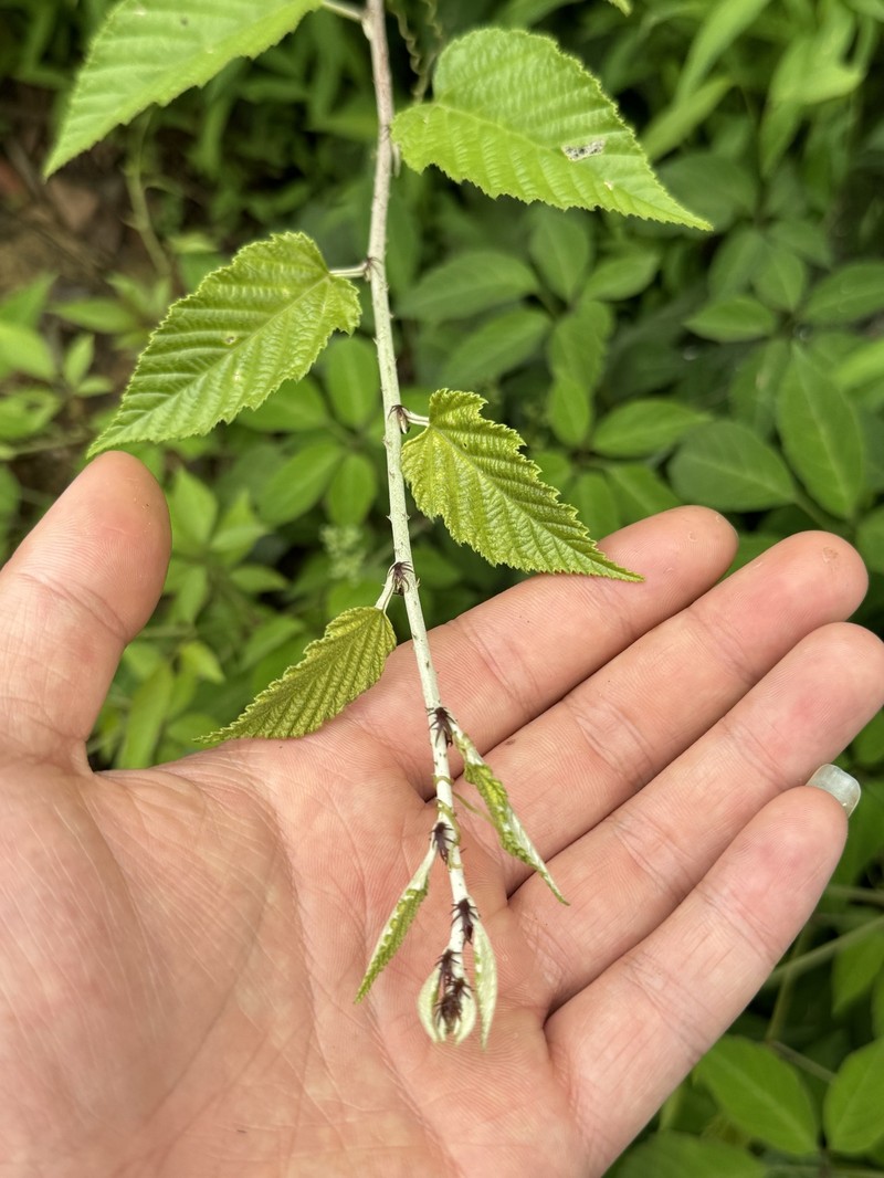 Rubus xanthoneurus photo 4