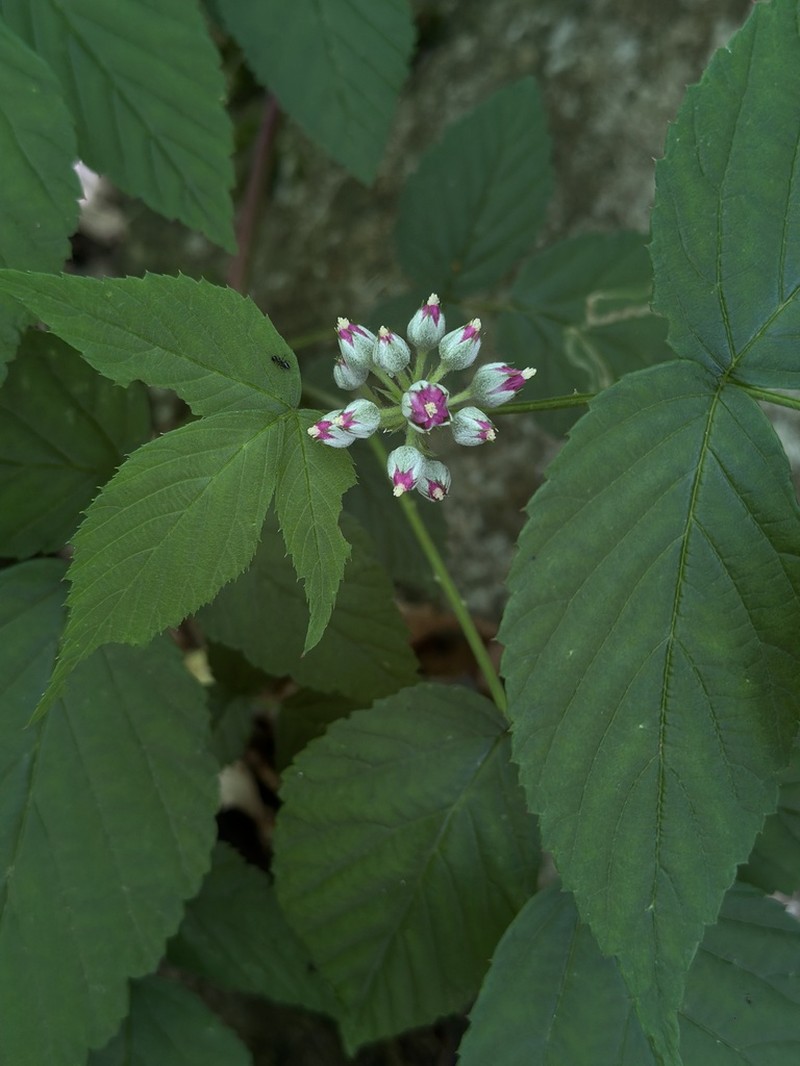 Rubus yoshinoi