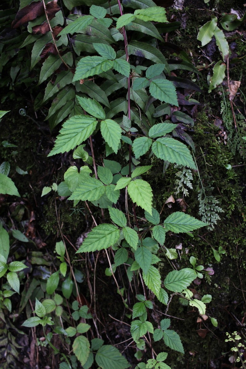 Rubus yoshinoi photo 2
