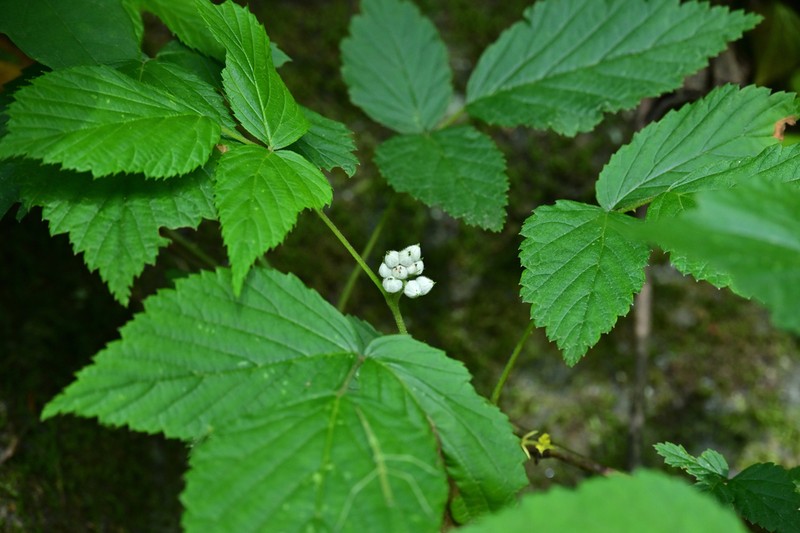 Rubus yoshinoi photo 3