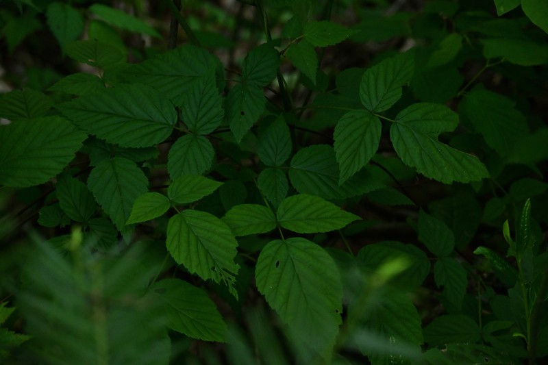 Rubus yoshinoi photo 4