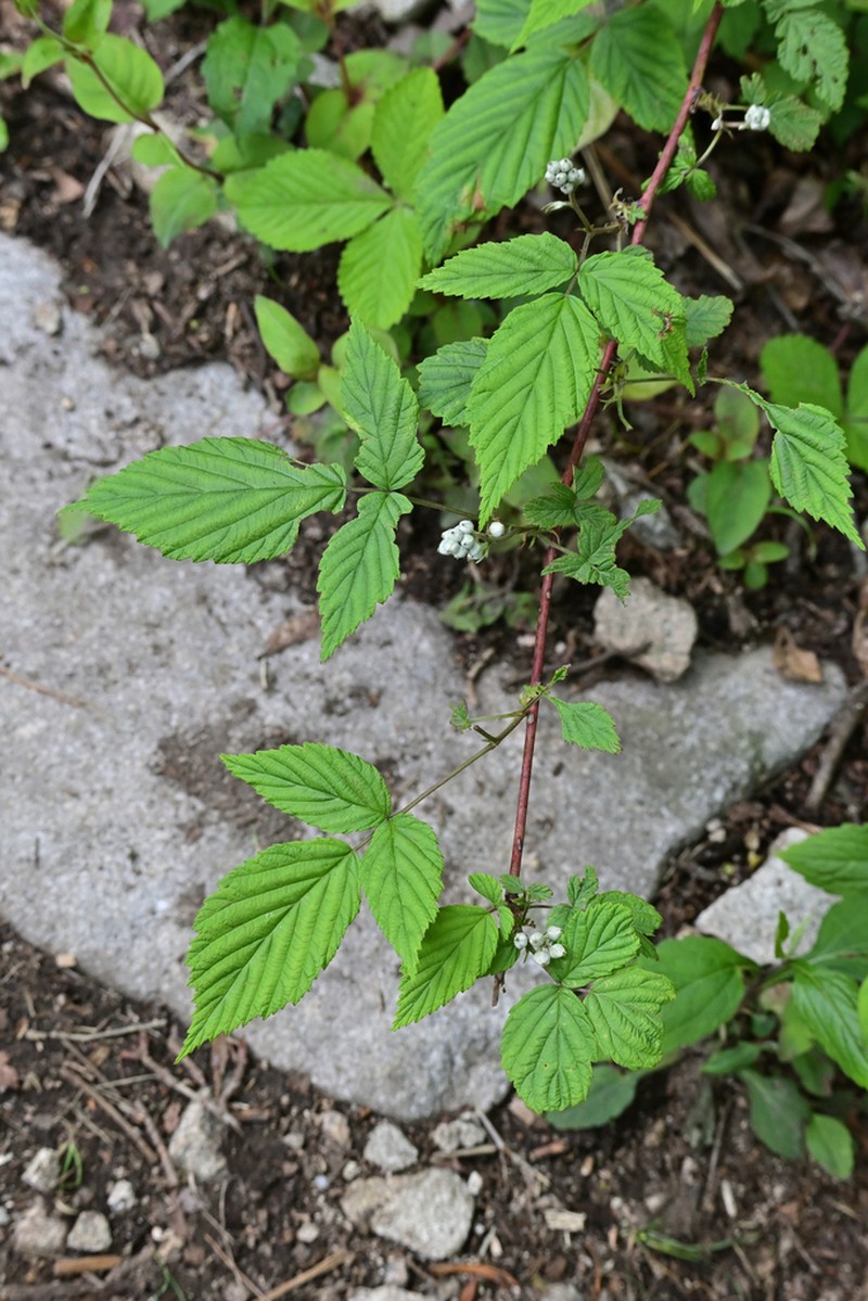 Rubus yoshinoi photo 5