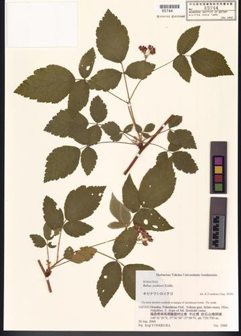 Rubus yoshinoi photo 6