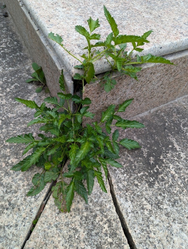 Rubus zhaogoshanensis