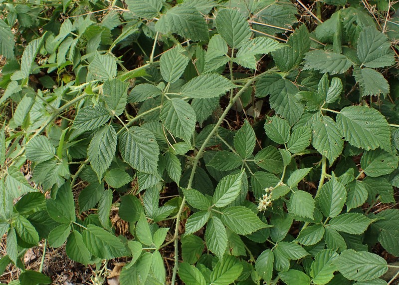 Rubus zielinskii
