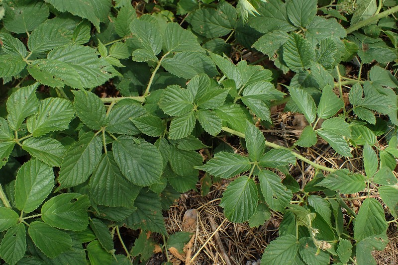 Rubus zielinskii photo 2