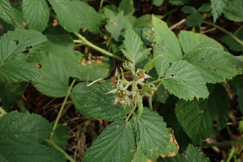 Rubus zielinskii photo 3
