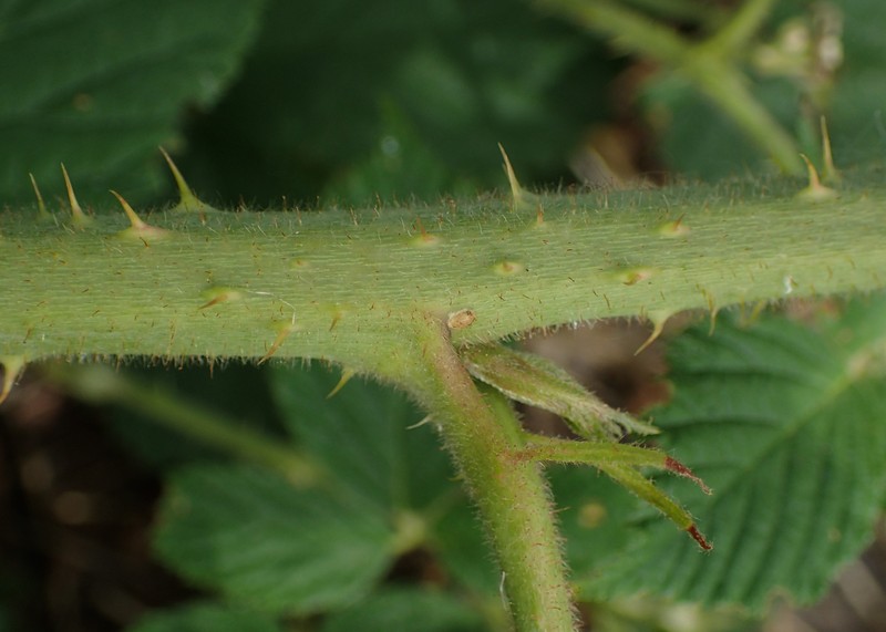 Rubus zielinskii photo 4