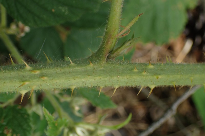 Rubus zielinskii photo 5
