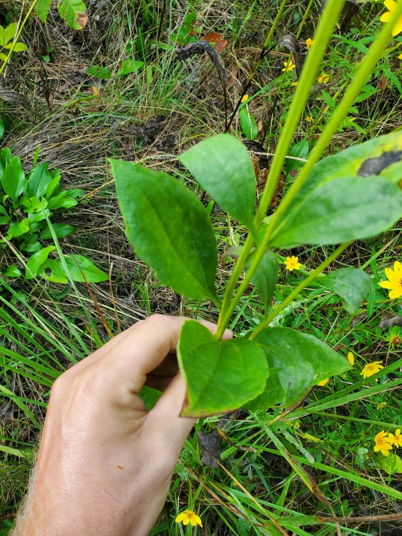 Rudbeckia alismifolia