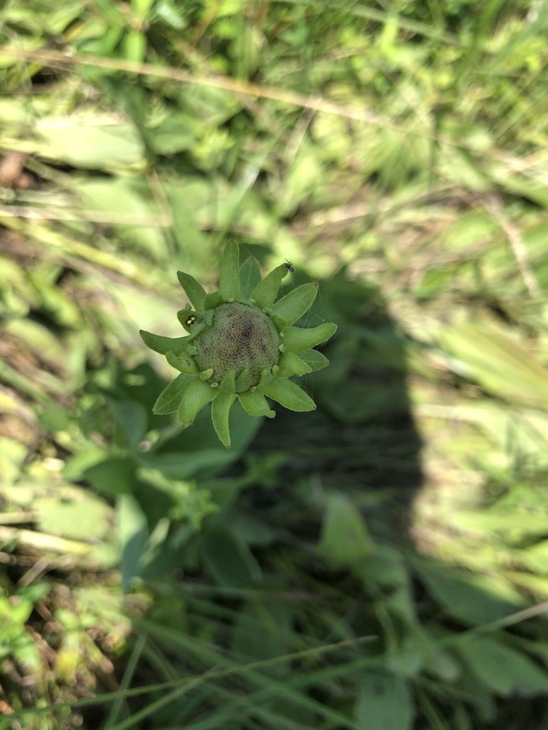 Rudbeckia alismifolia photo 3