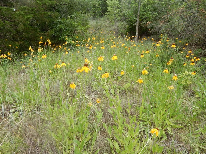Rudbeckia alismifolia photo 4
