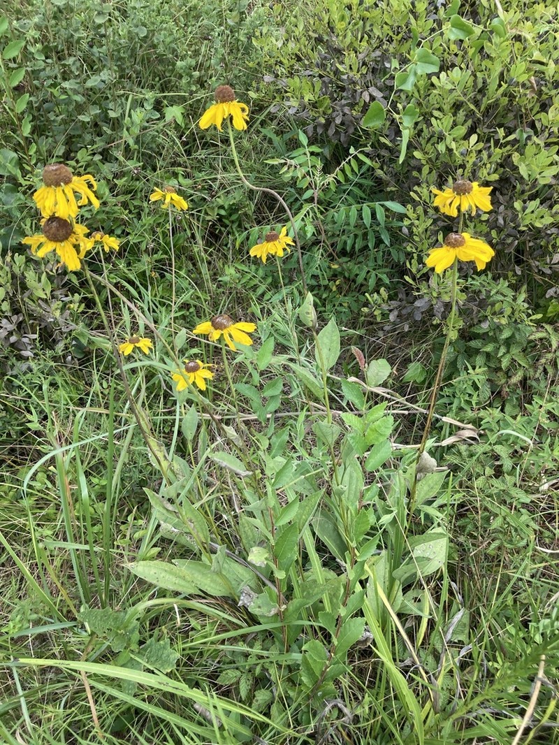 Rudbeckia alismifolia photo 6