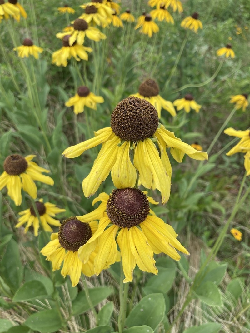Rudbeckia alismifolia photo 7
