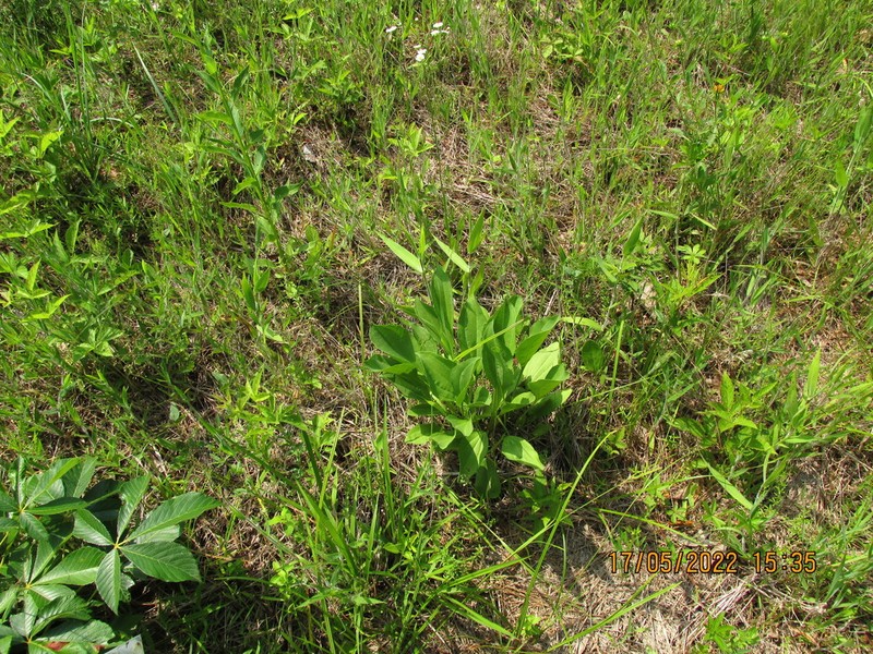 Rudbeckia alismifolia photo 8