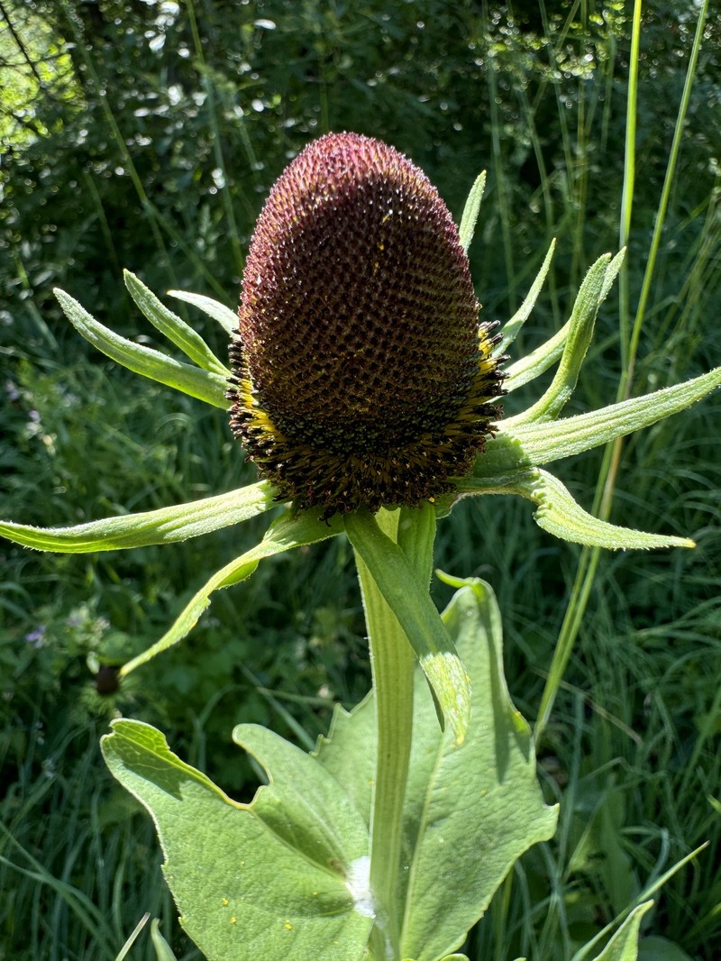 Showy Coneflower