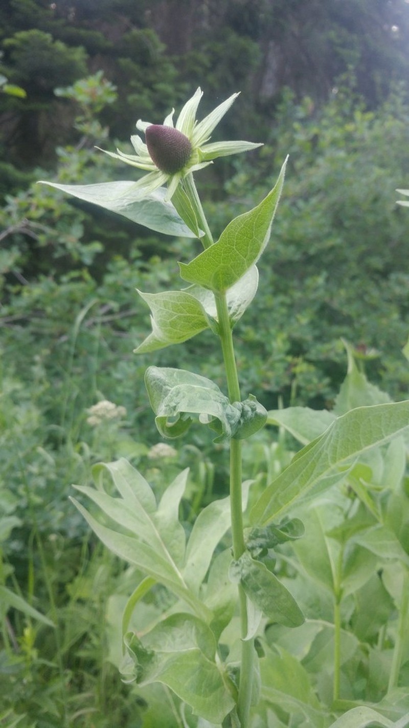 Showy Coneflower photo 2
