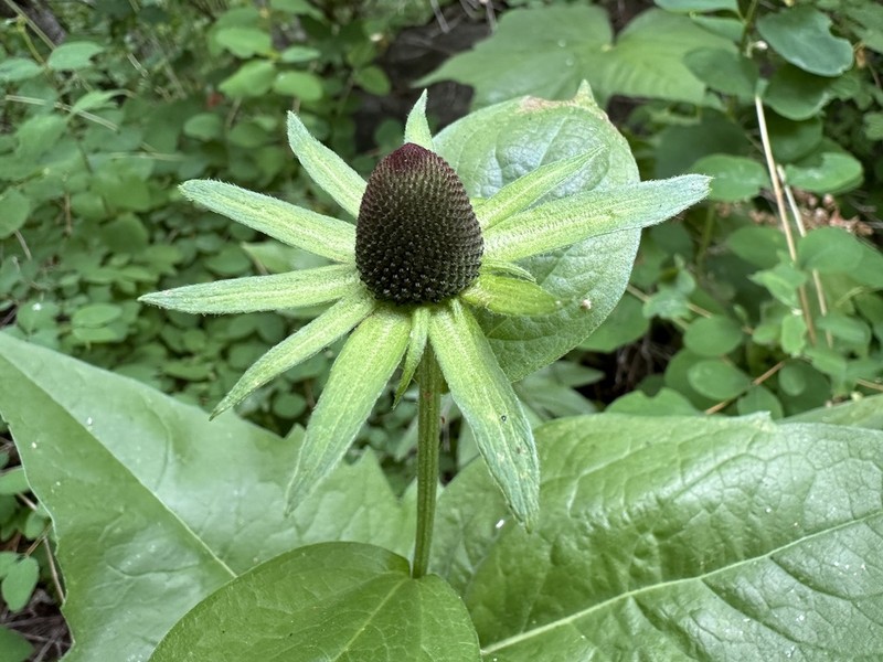 Showy Coneflower photo 3