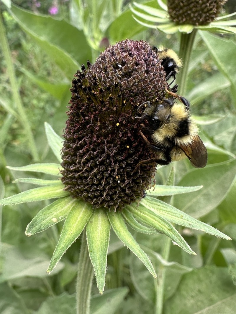 Showy Coneflower photo 4