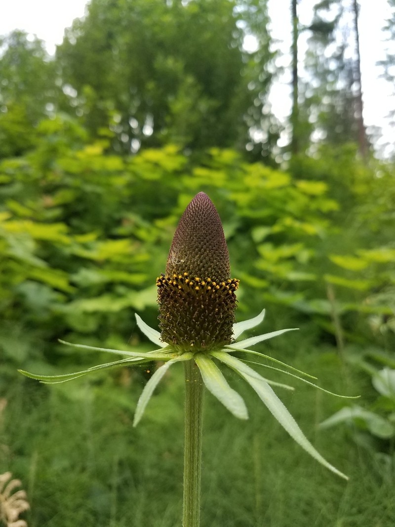 Showy Coneflower photo 5